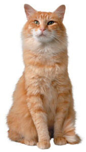 Pet Corner Image
